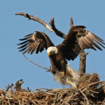 The difference between the eagle and eaglet.